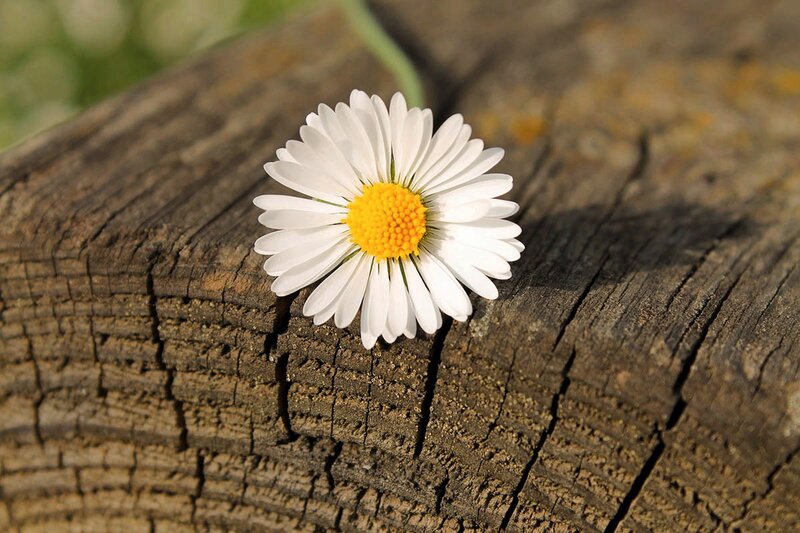 A spring daisy resting on a wooden plank